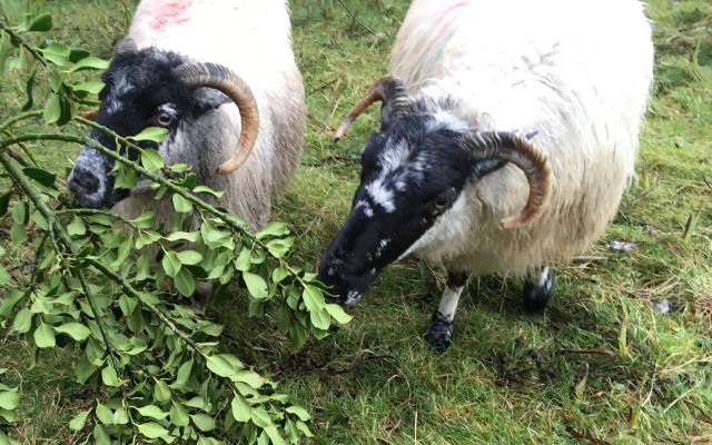Sheep eating the Holly bushes, collected for the Annascaul Walkers by Brigid on the annual Holly Walk, my first outing with such a friendly group.